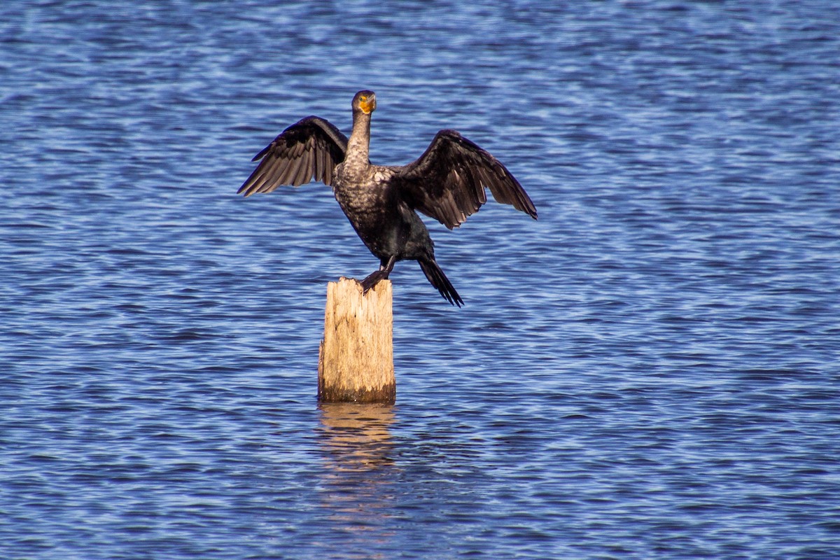 Double-crested Cormorant - ML285710331