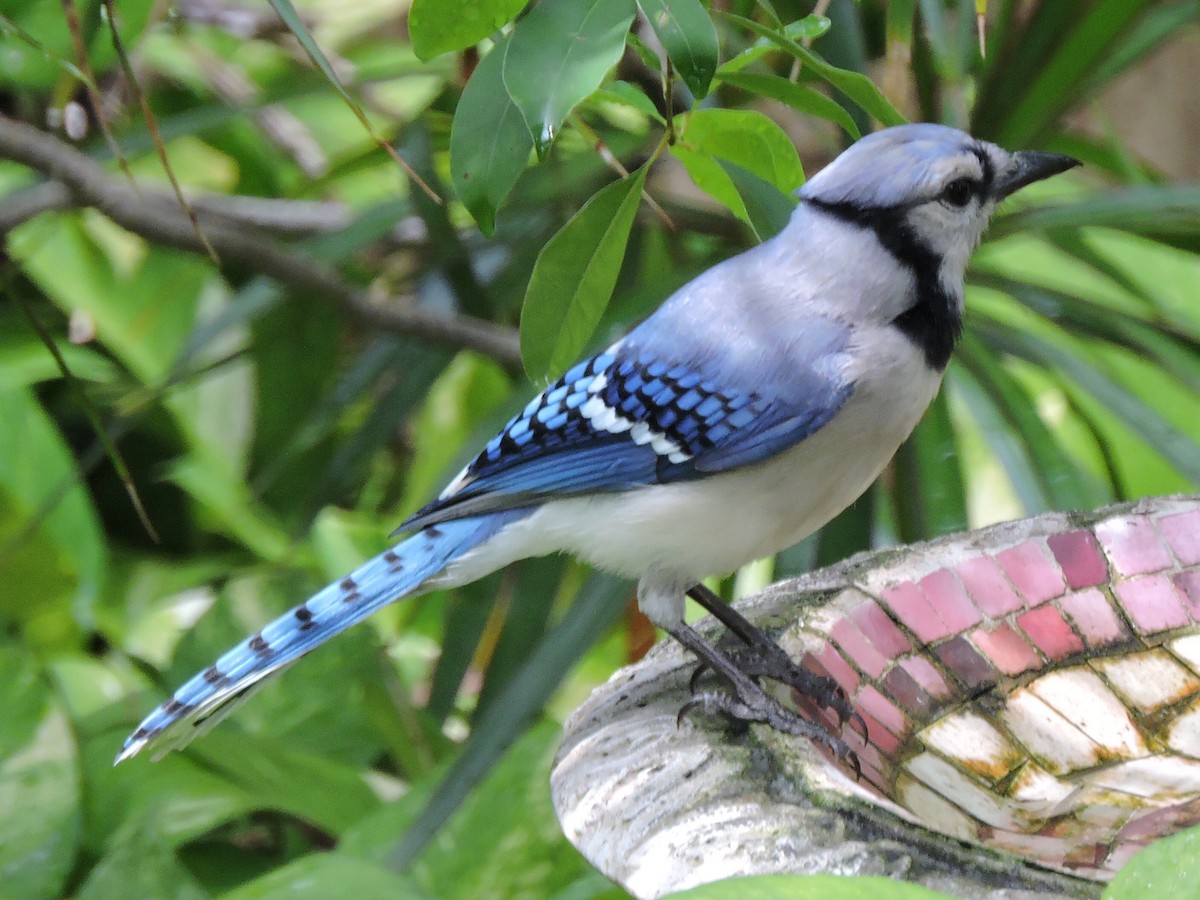 Blue Jay - ML28571091