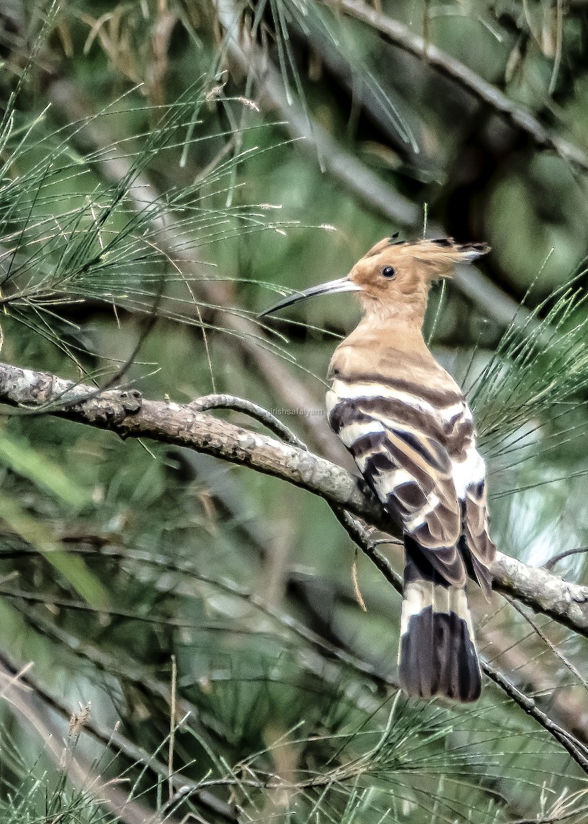 Eurasian Hoopoe - ML285711711