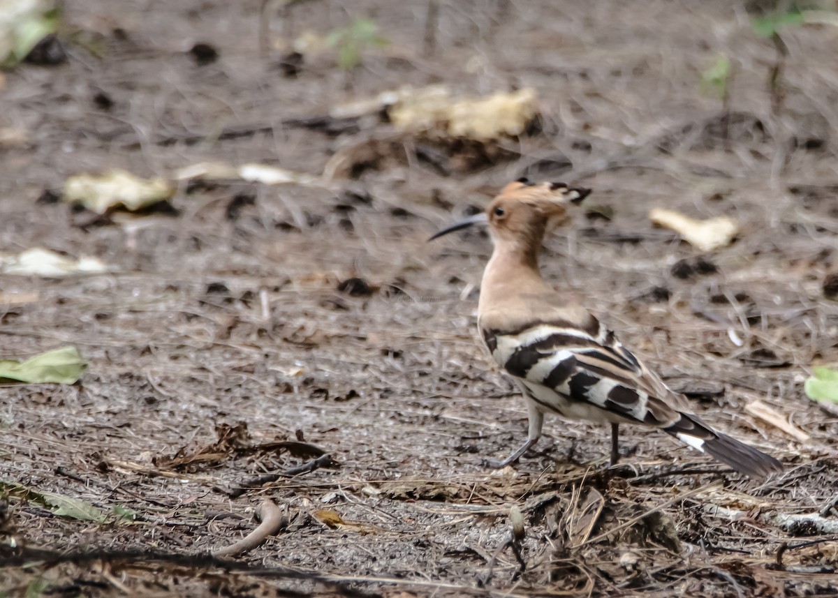 Eurasian Hoopoe - ML285712161