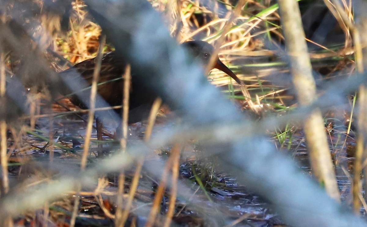 Virginia Rail (Virginia) - ML285714811