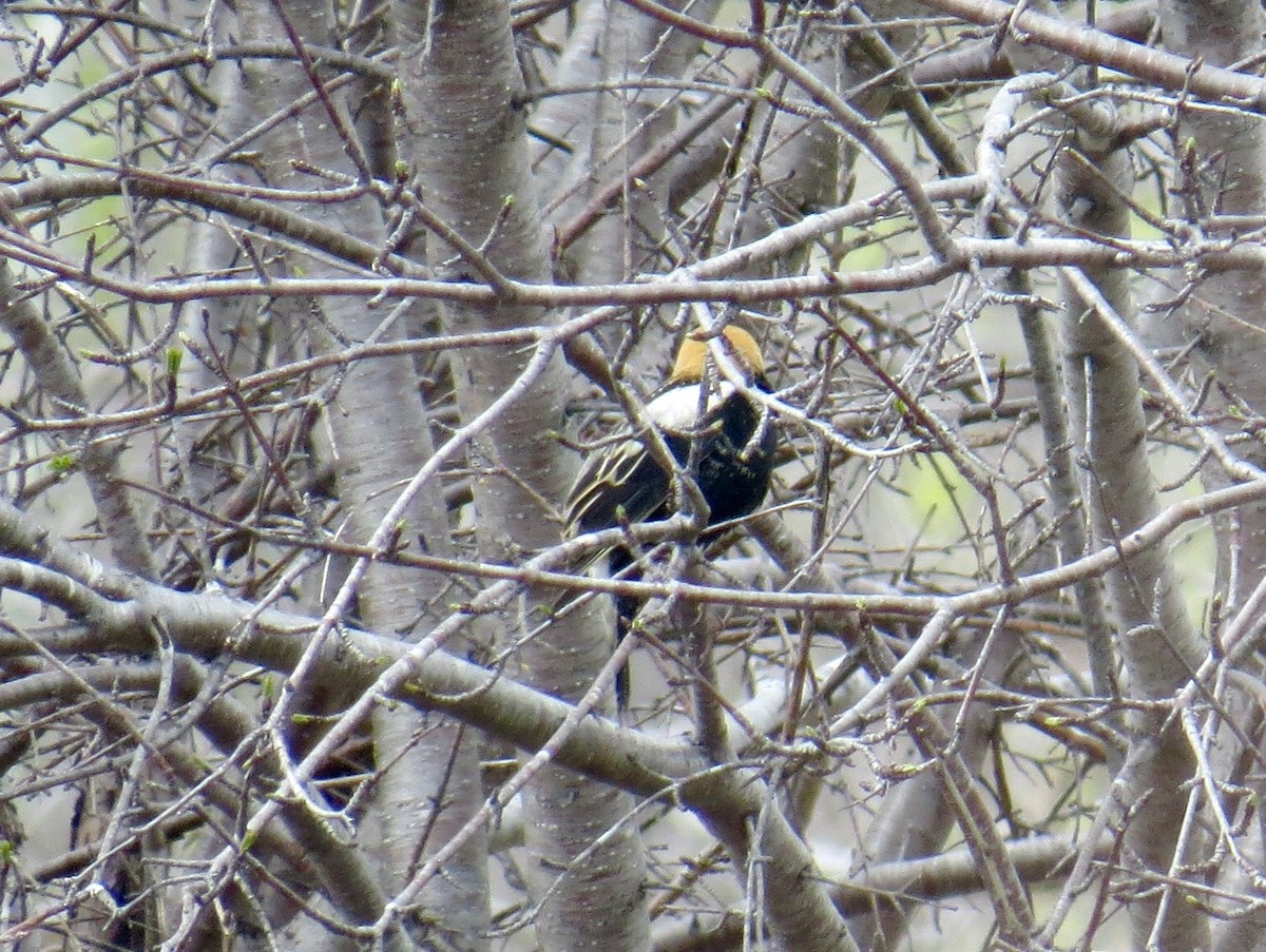 Bobolink - ML28571491