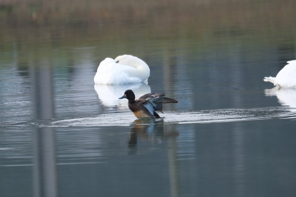 Greater Scaup - ML285714961