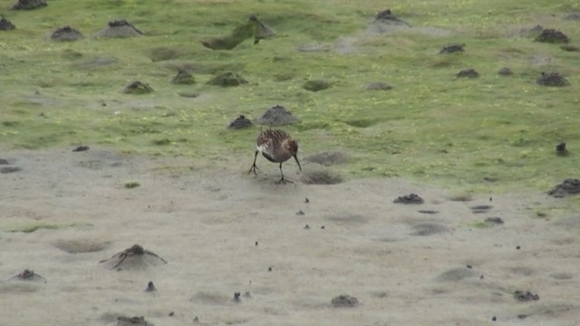 Dunlin (schinzii) - ML285716571