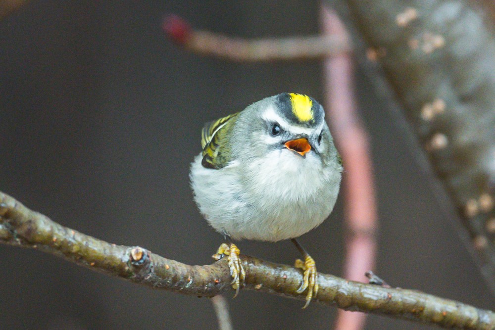 Golden-crowned Kinglet - ML285717051