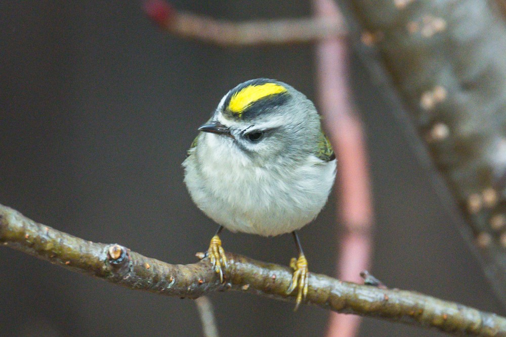 Golden-crowned Kinglet - ML285717091