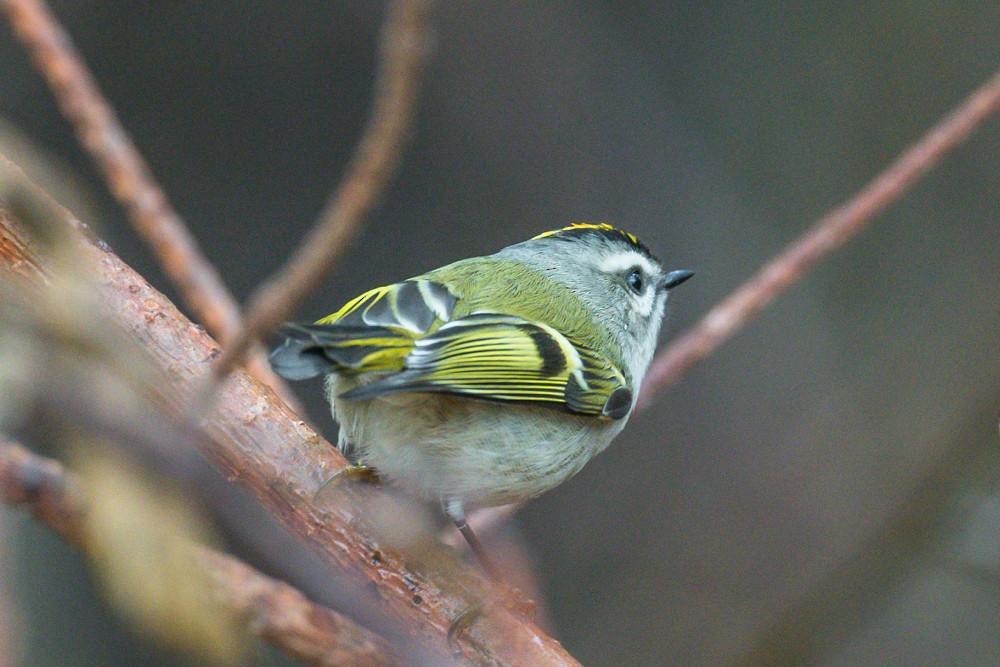 Roitelet à couronne dorée - ML285717101