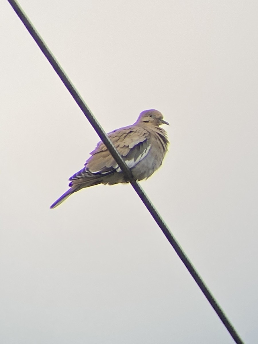White-winged Dove - Thomas Mudd