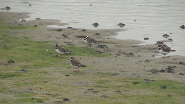 Common Ringed Plover - ML285718051