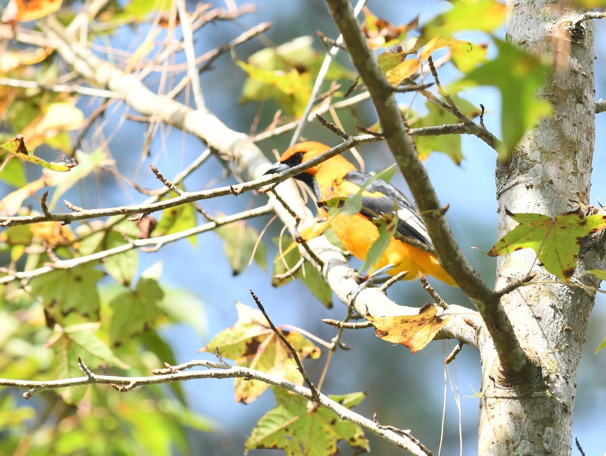 Spot-breasted Oriole - ML285720261