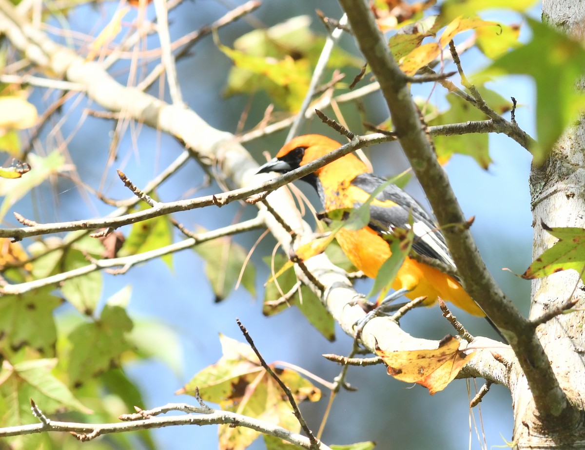 Spot-breasted Oriole - ML285721121