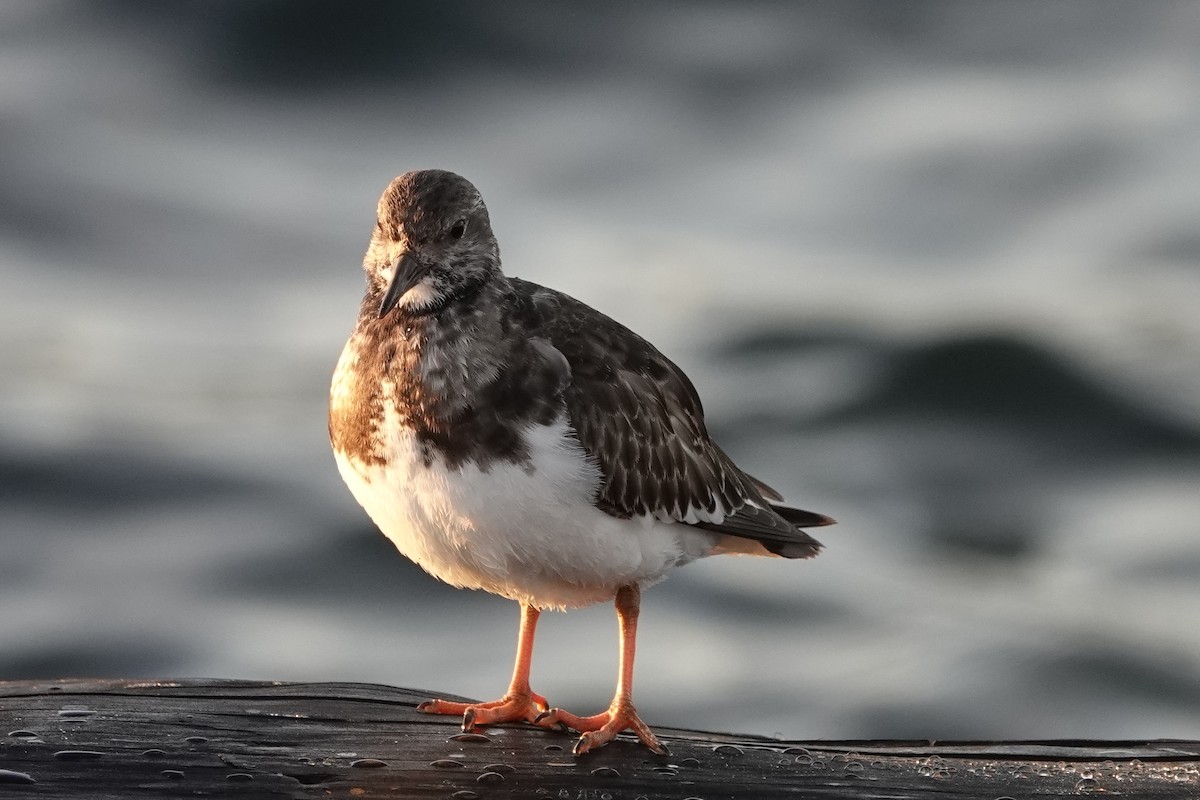 Ruddy Turnstone - ML285721581