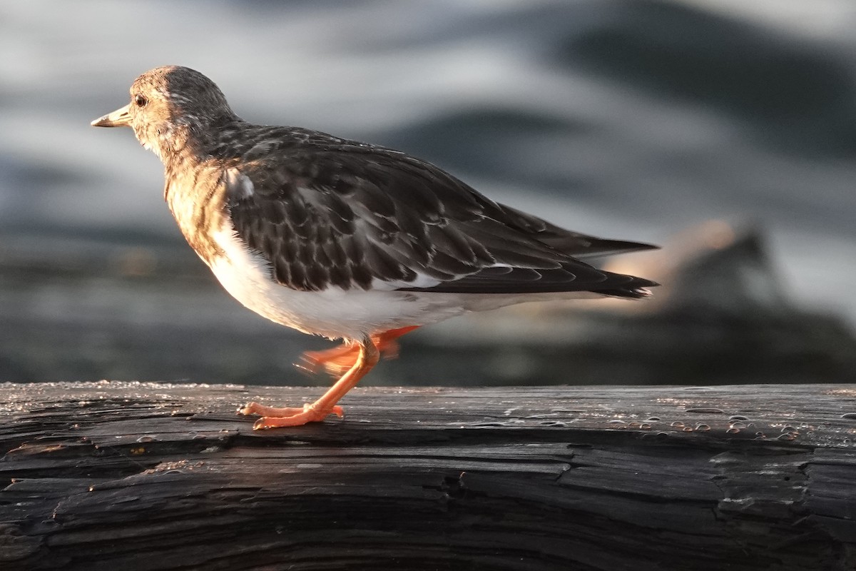 Ruddy Turnstone - Lindsey Schromen-Wawrin