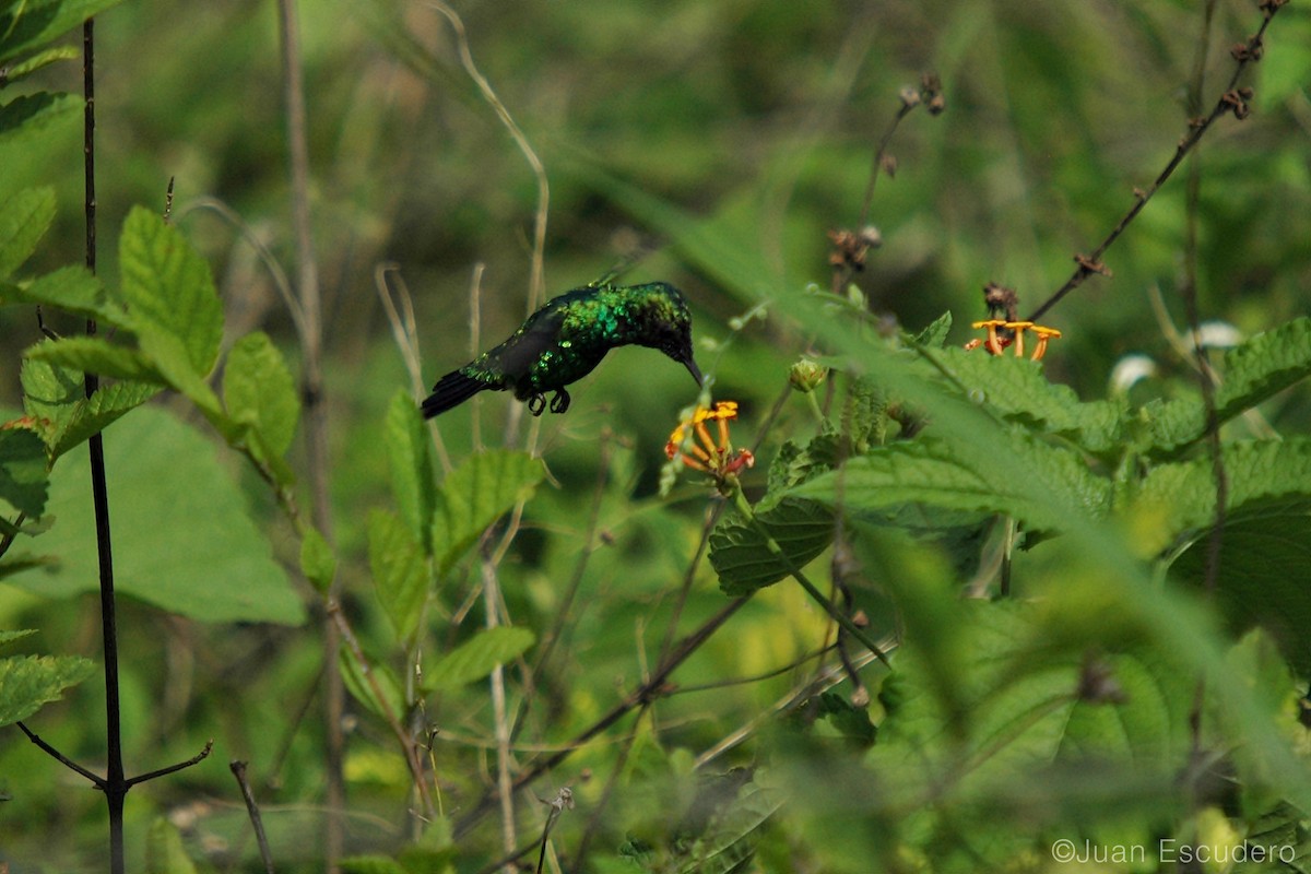 Blue-tailed Emerald - Juan Escudero