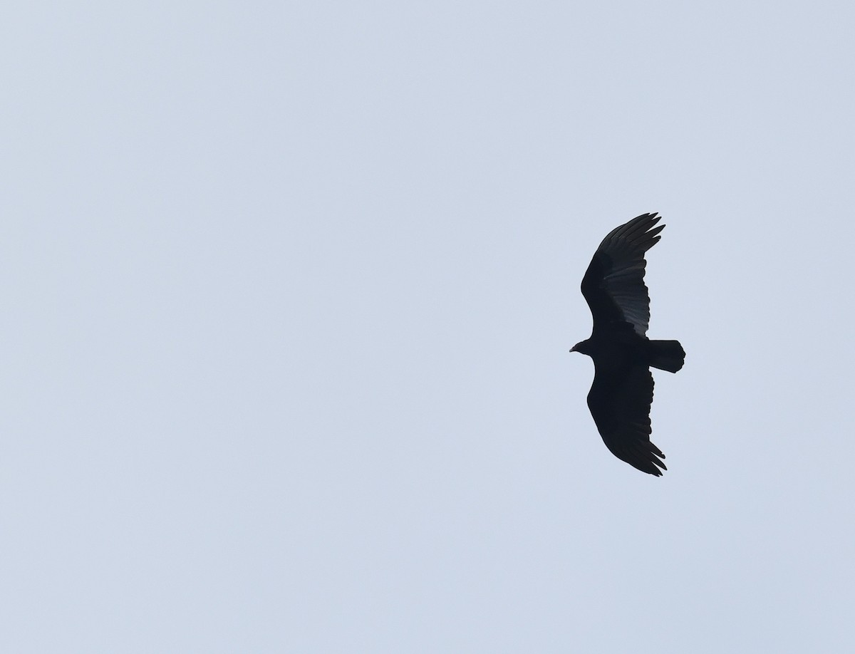 Turkey Vulture - ML285723831