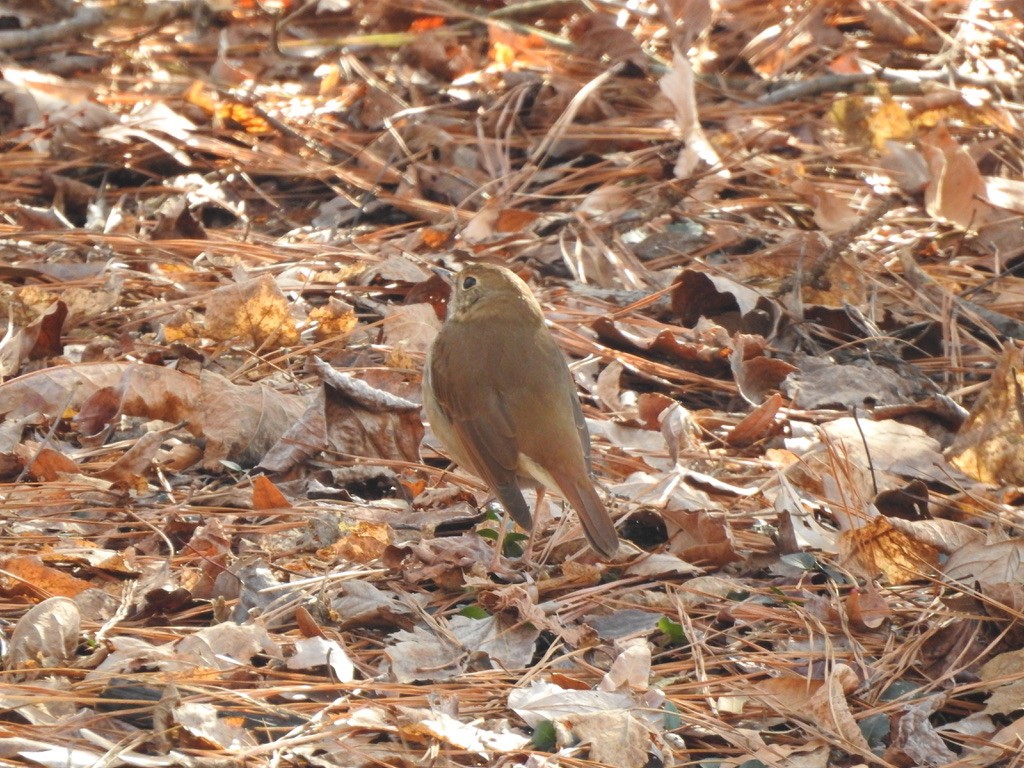 Hermit Thrush - ML285727011