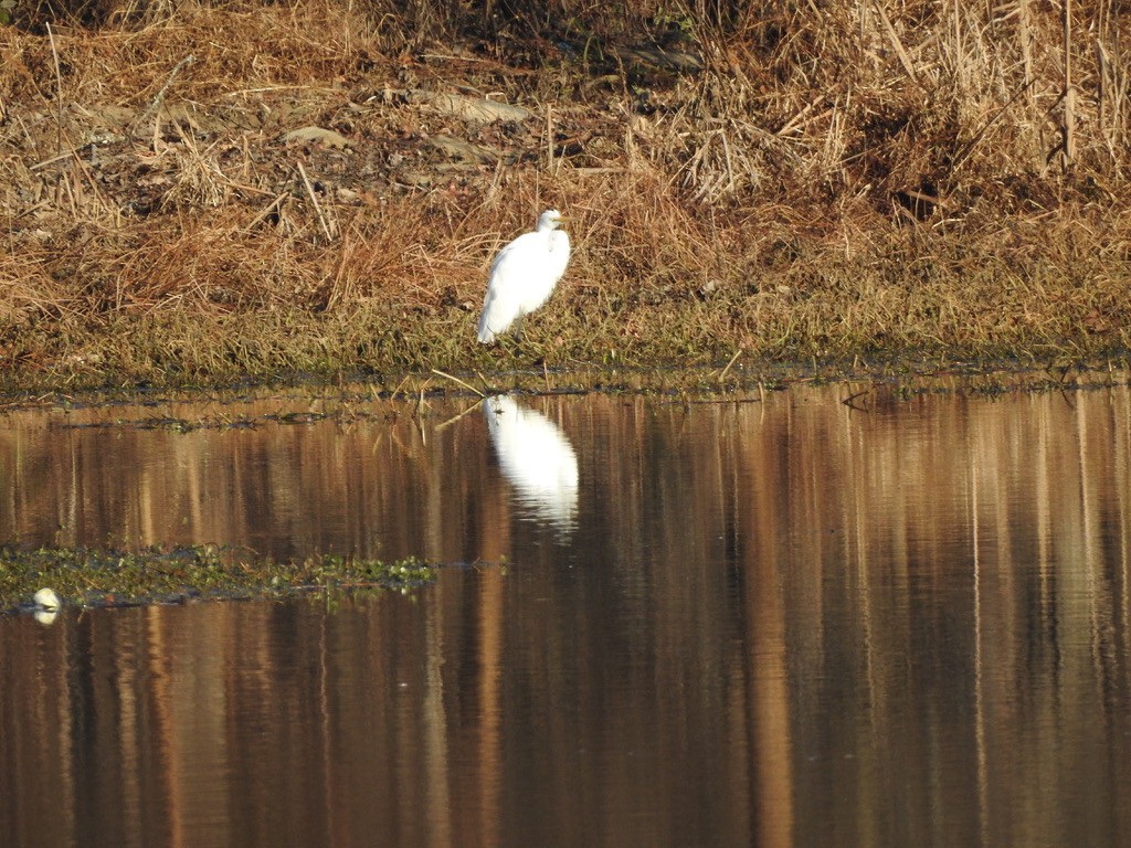 Great Egret - Seema Sheth