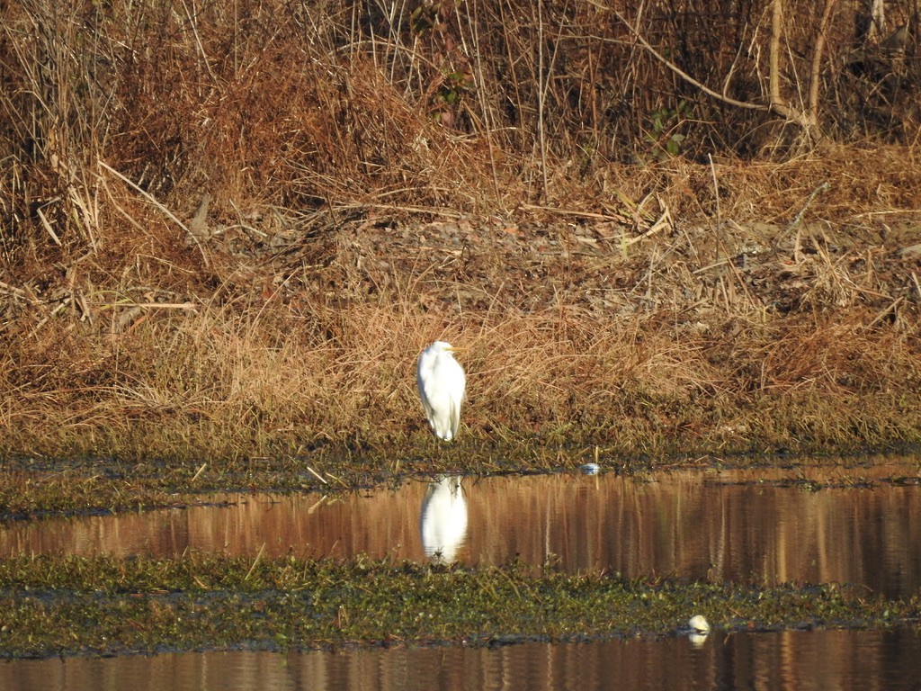 Great Egret - Seema Sheth