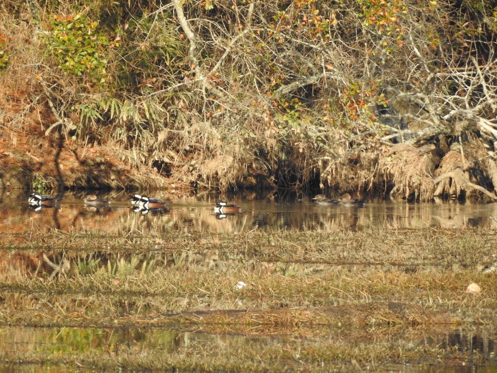 Hooded Merganser - ML285728071