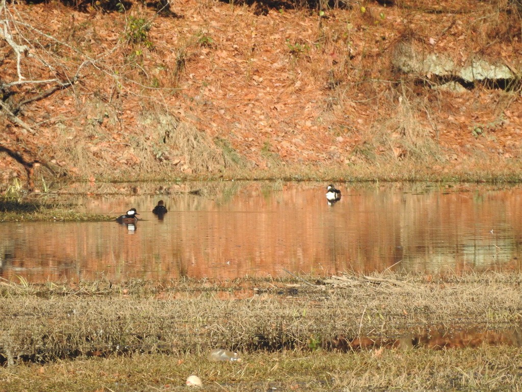 Hooded Merganser - ML285728221