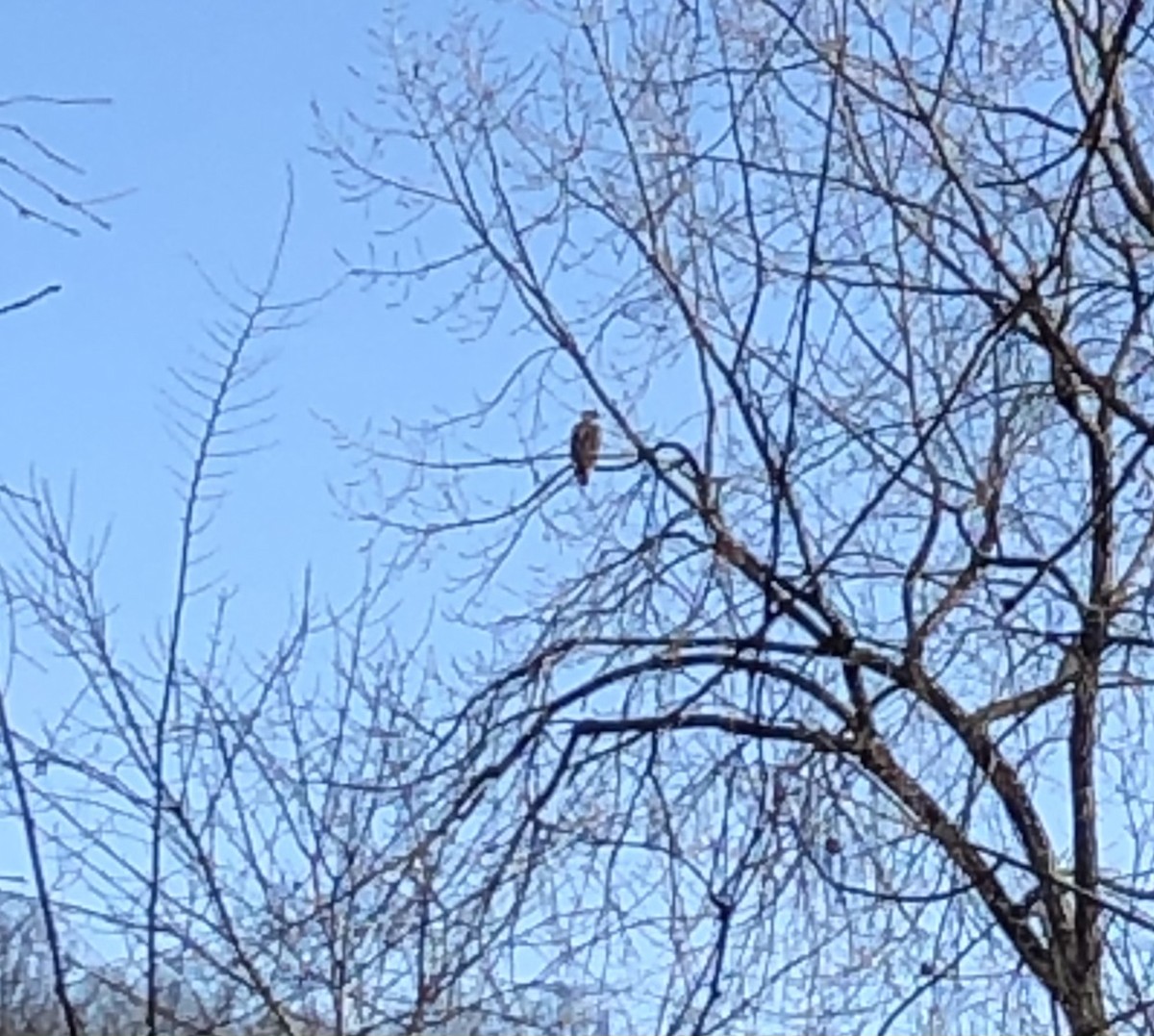 Bald Eagle - ML285728421