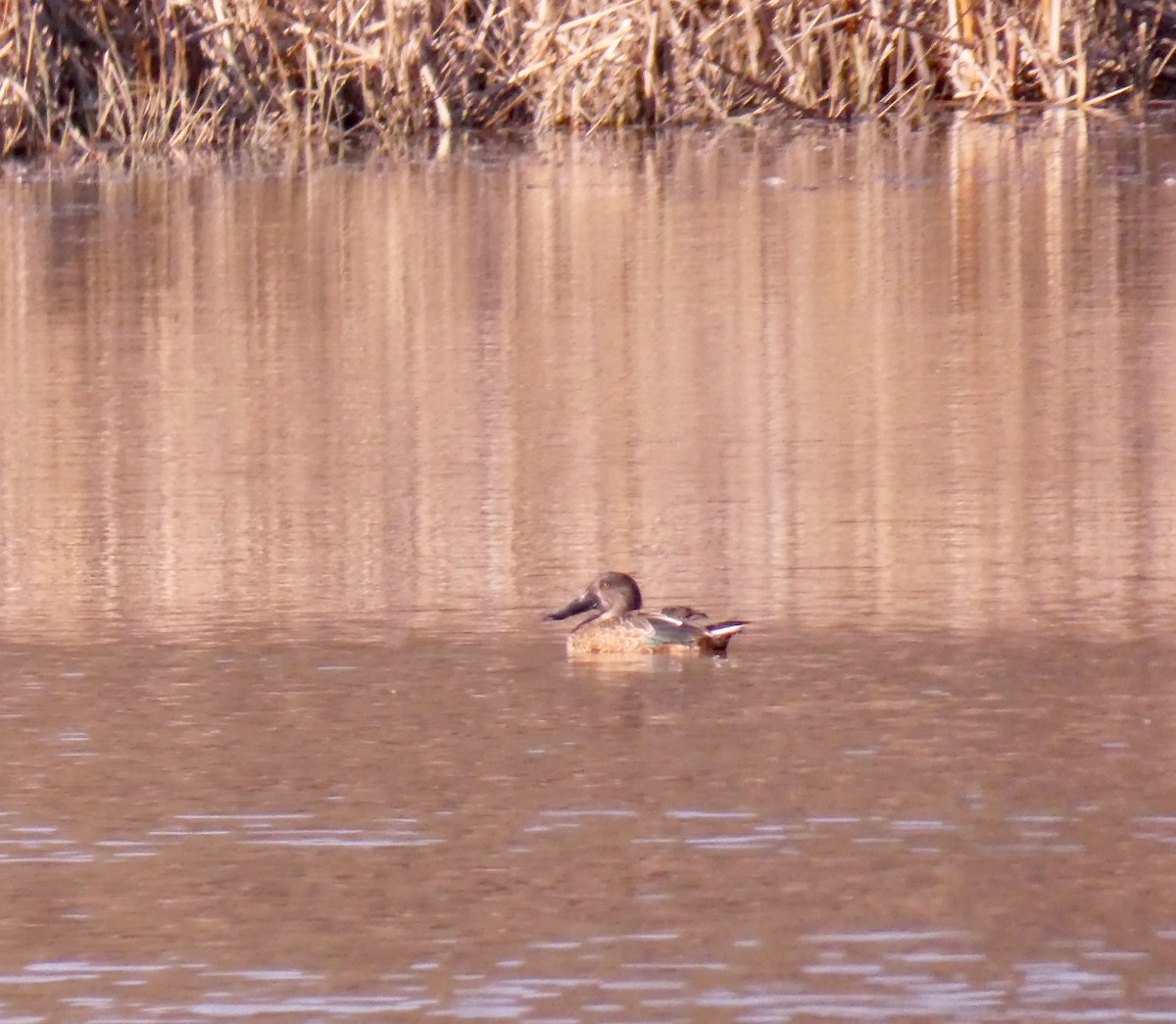 Northern Shoveler - ML285728661
