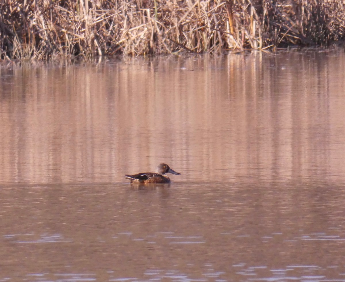 Northern Shoveler - ML285728701