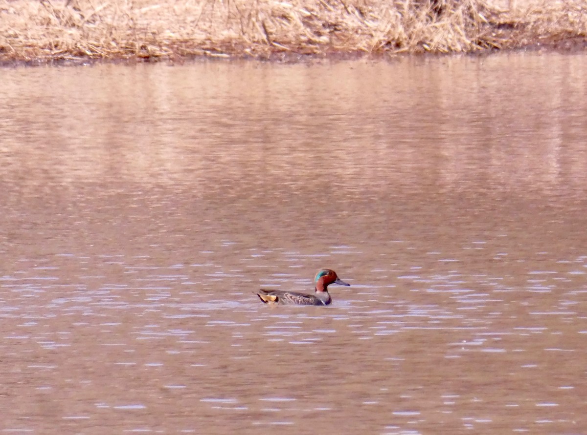 Green-winged Teal - ML285728751