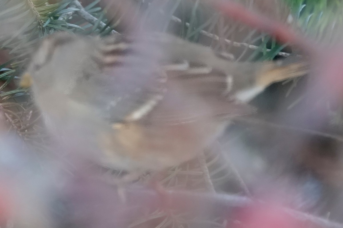 White-crowned Sparrow - ML285730351