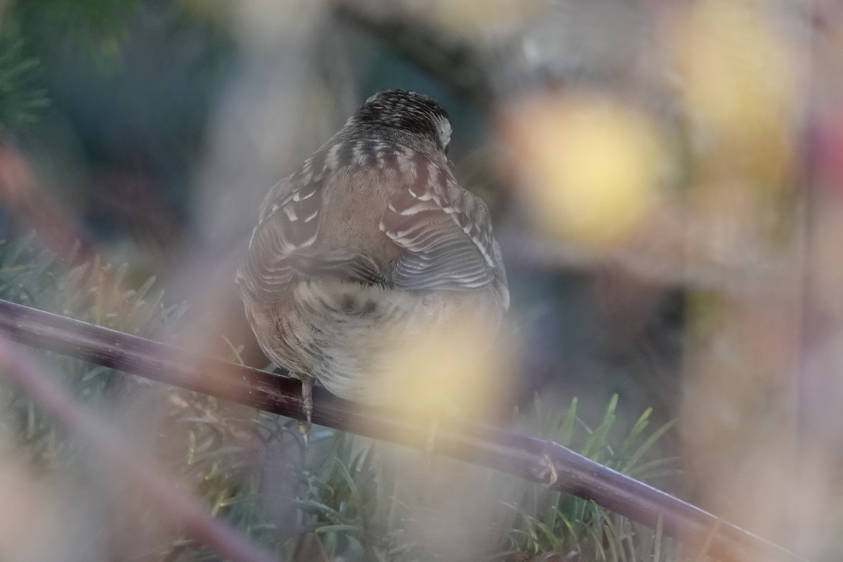 White-crowned Sparrow - ML285730411