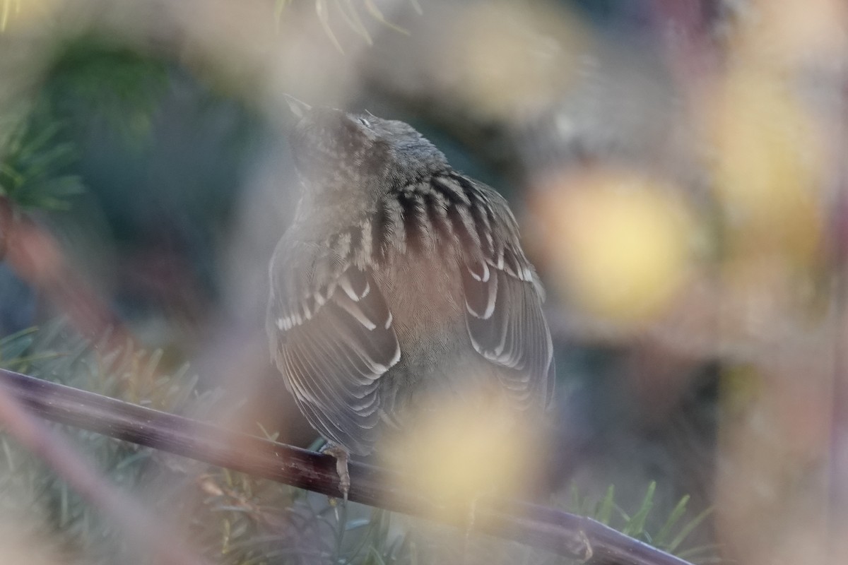 White-crowned Sparrow - ML285730421