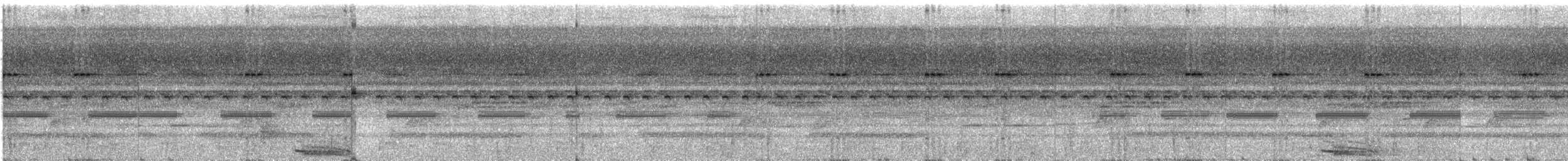 Zigzag Heron - ML285732