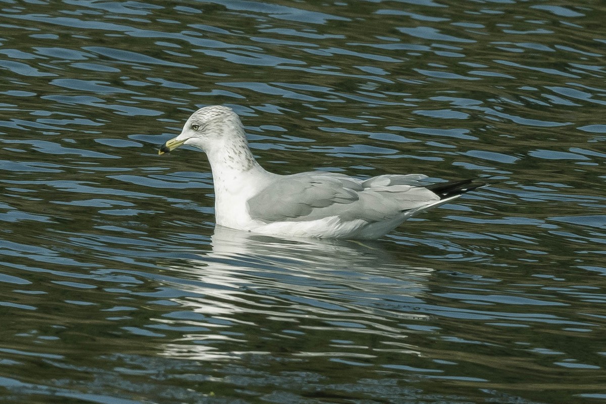 Ring-billed Gull - ML285734921