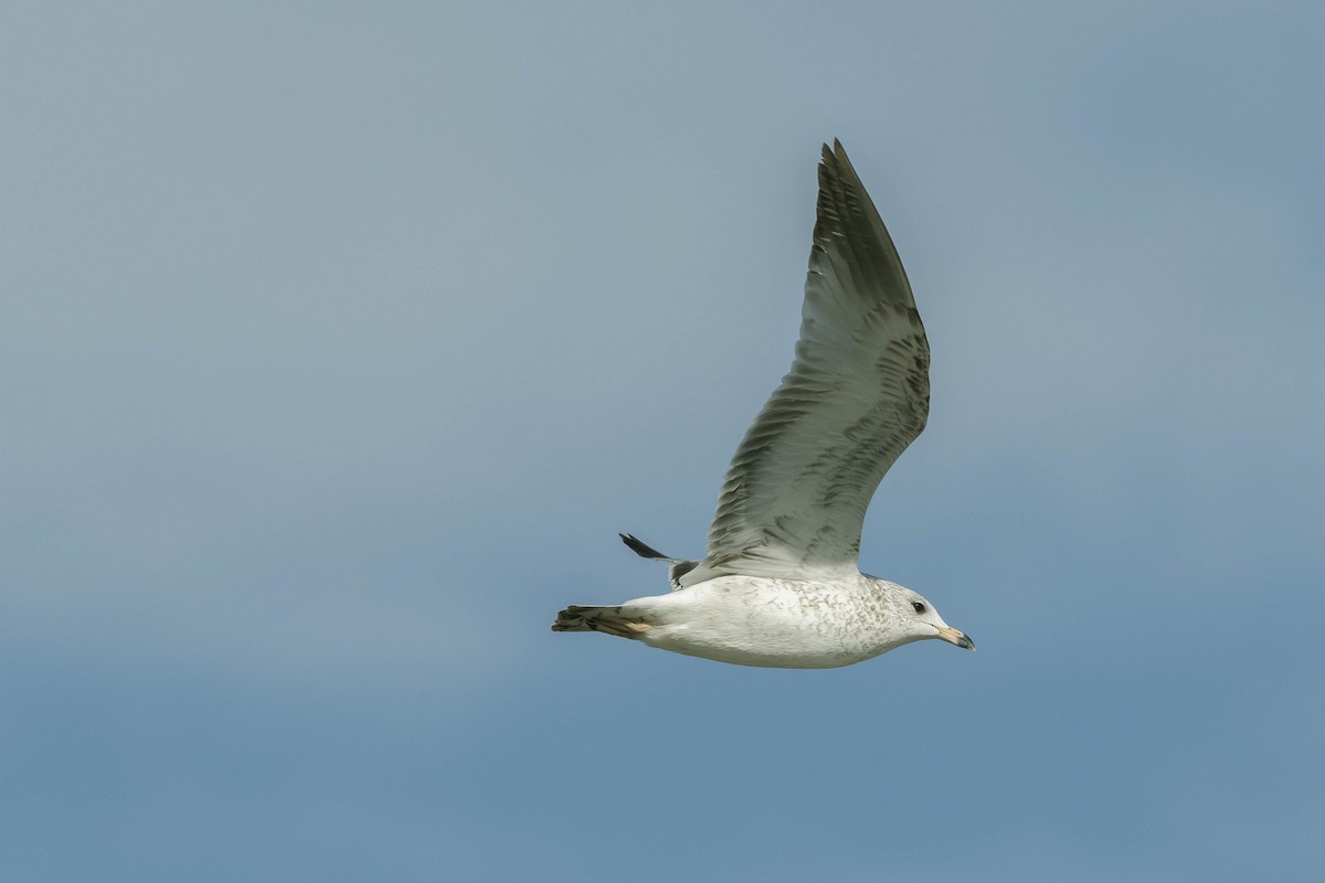 Ring-billed Gull - ML285734931