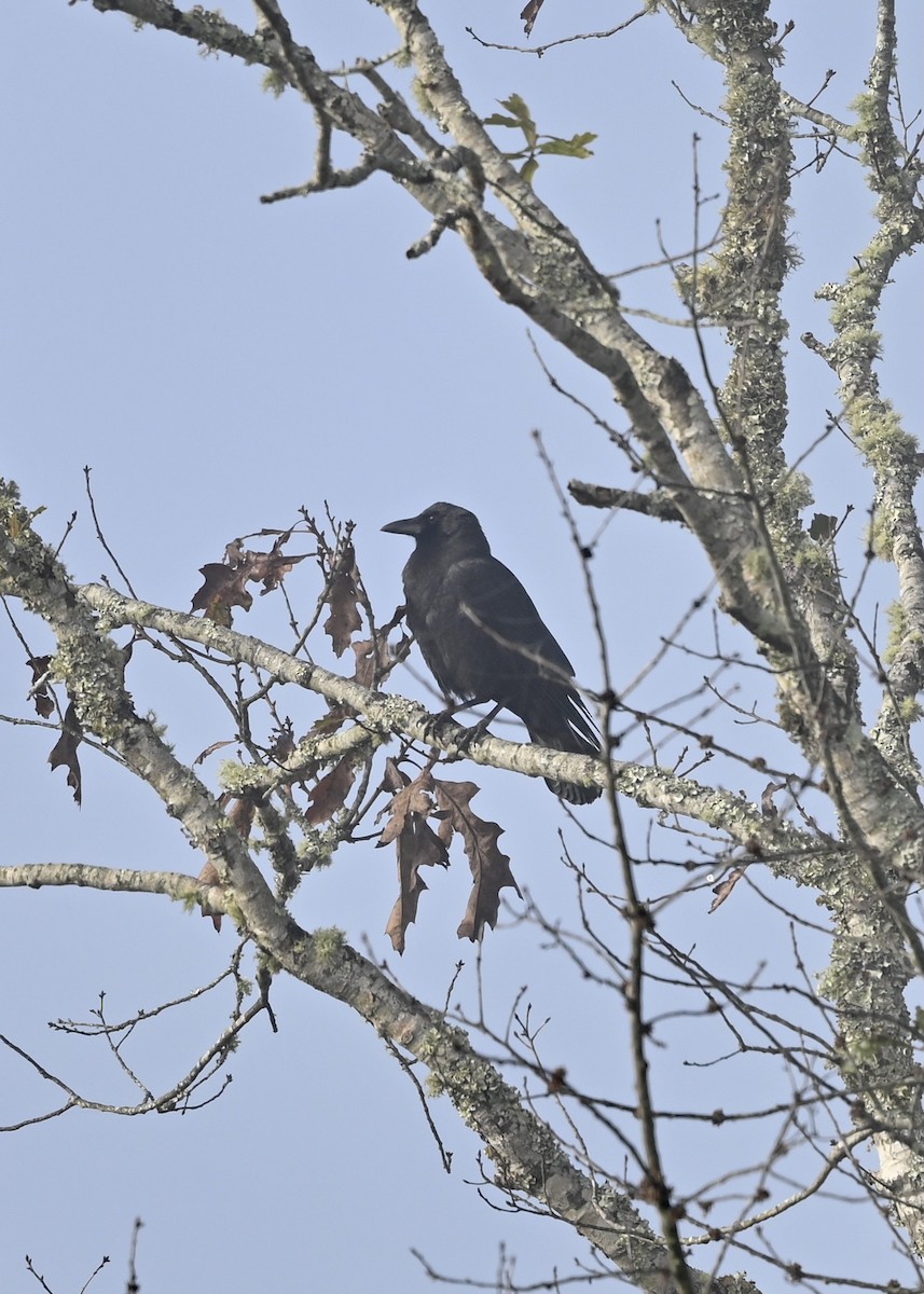 American Crow - ML285735021
