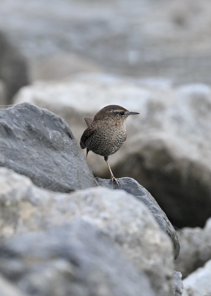 Winter Wren - ML285735271