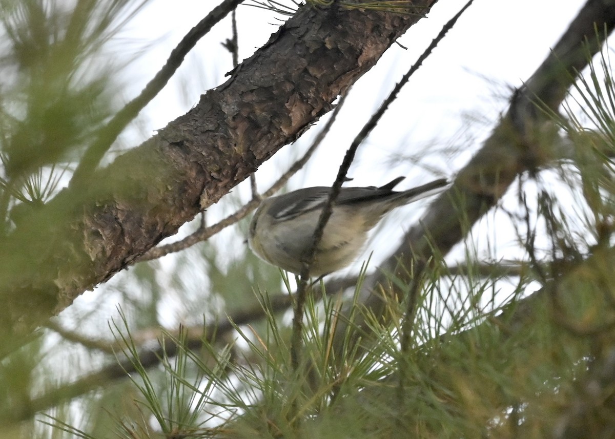 Yellow-rumped Warbler - ML285735441