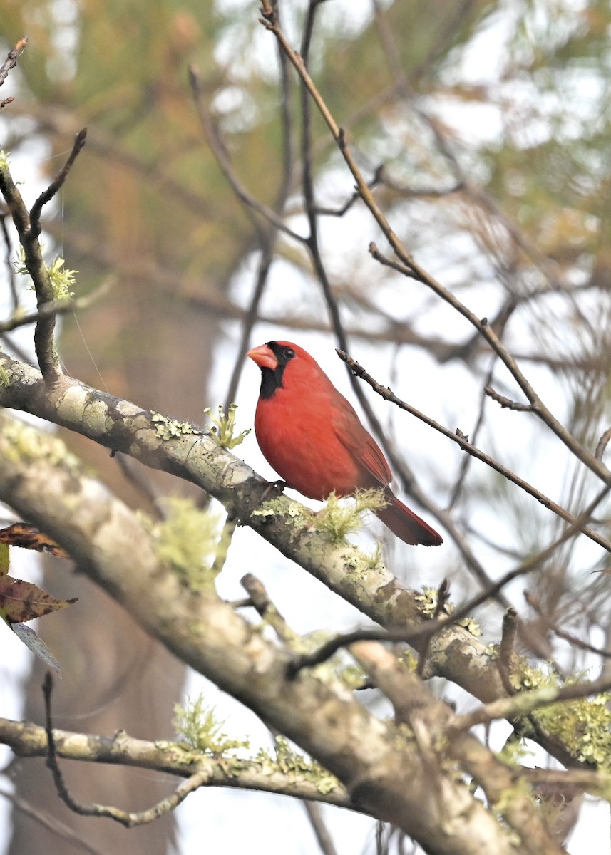 Cardinal rouge - ML285735541