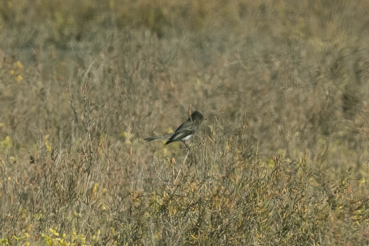 Black Phoebe - ML285737471