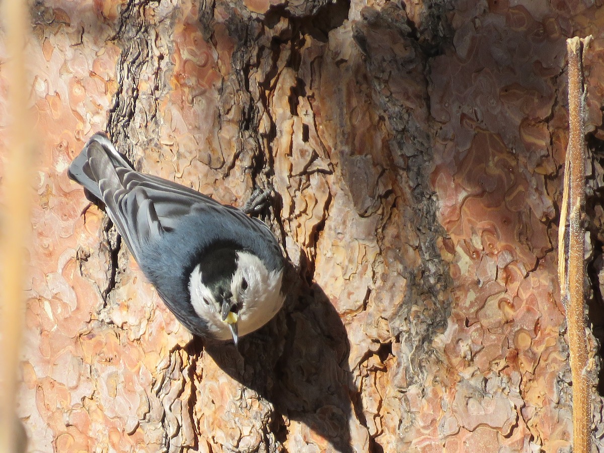 White-breasted Nuthatch - ML285739461