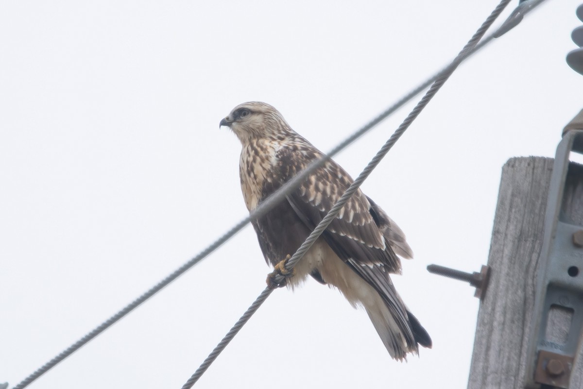 Rough-legged Hawk - ML285739991