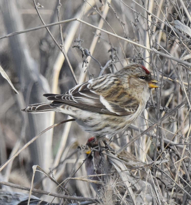 Common Redpoll - ML285740731