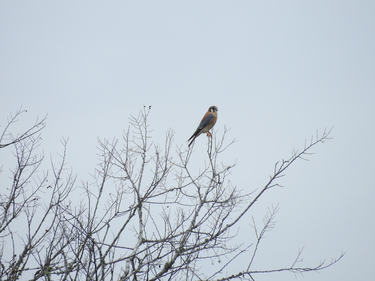 American Kestrel - ML285742721