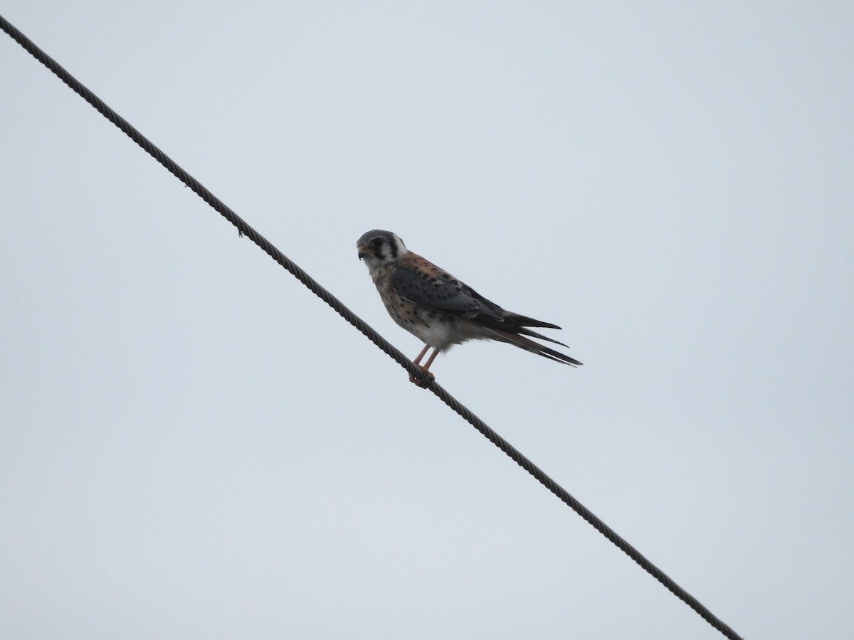 American Kestrel - ML285743451