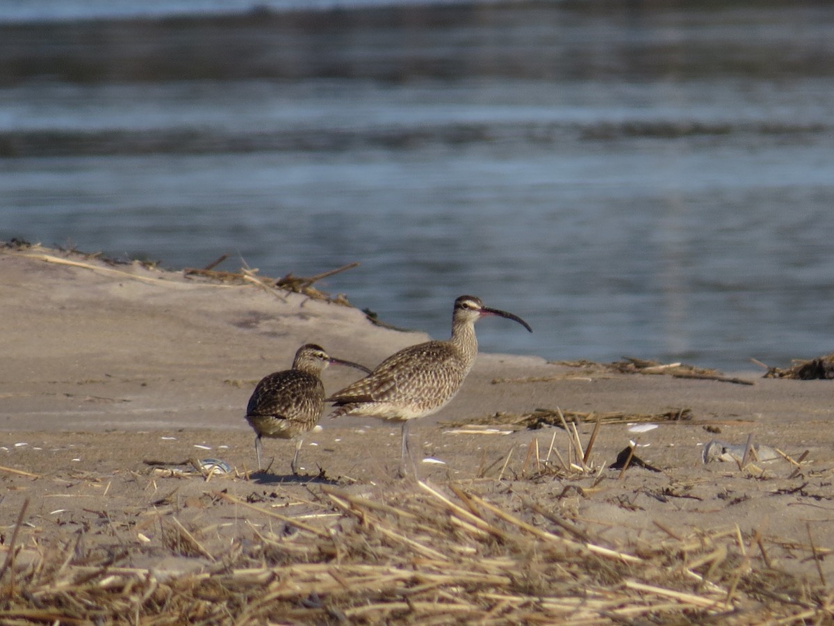 Whimbrel - ML28574961