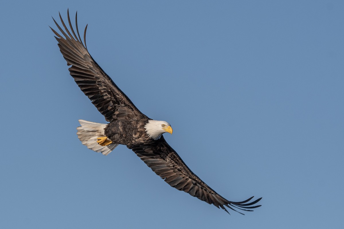 Weißkopf-Seeadler - ML285750461