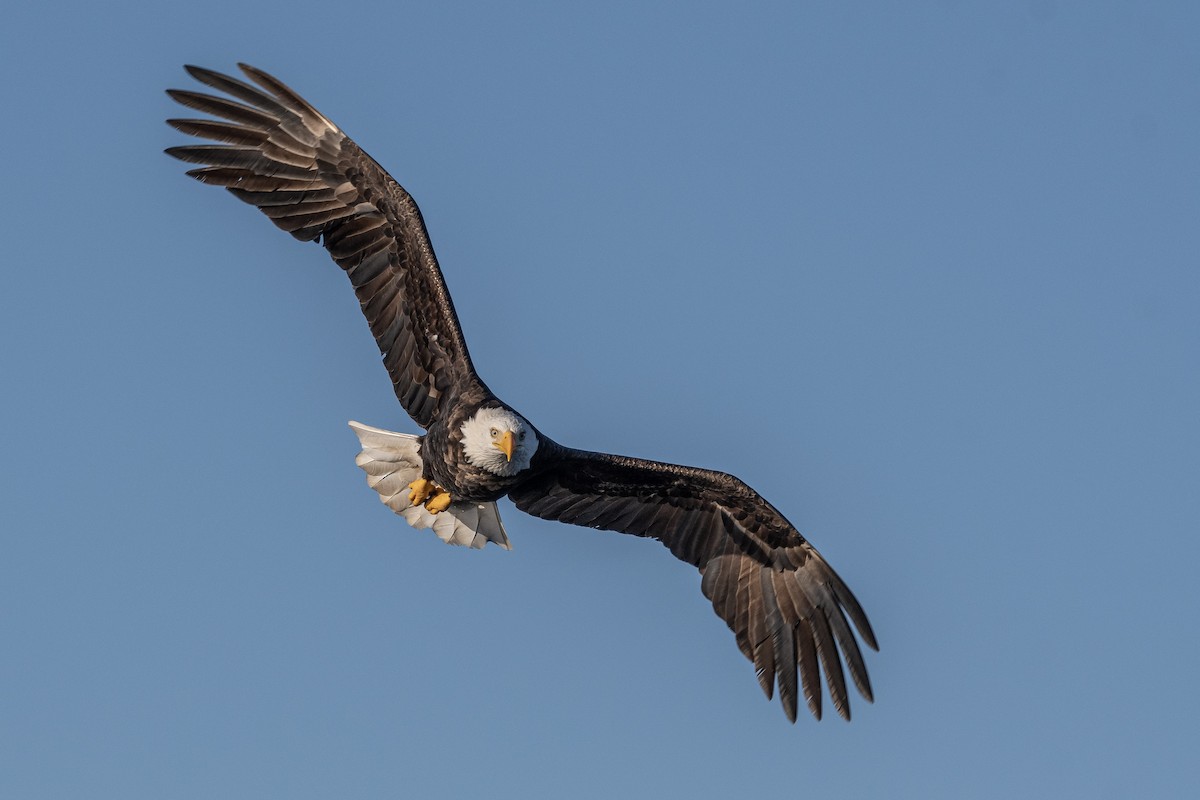 Bald Eagle - Mason Maron