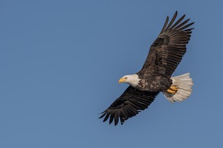 Bald Eagle
