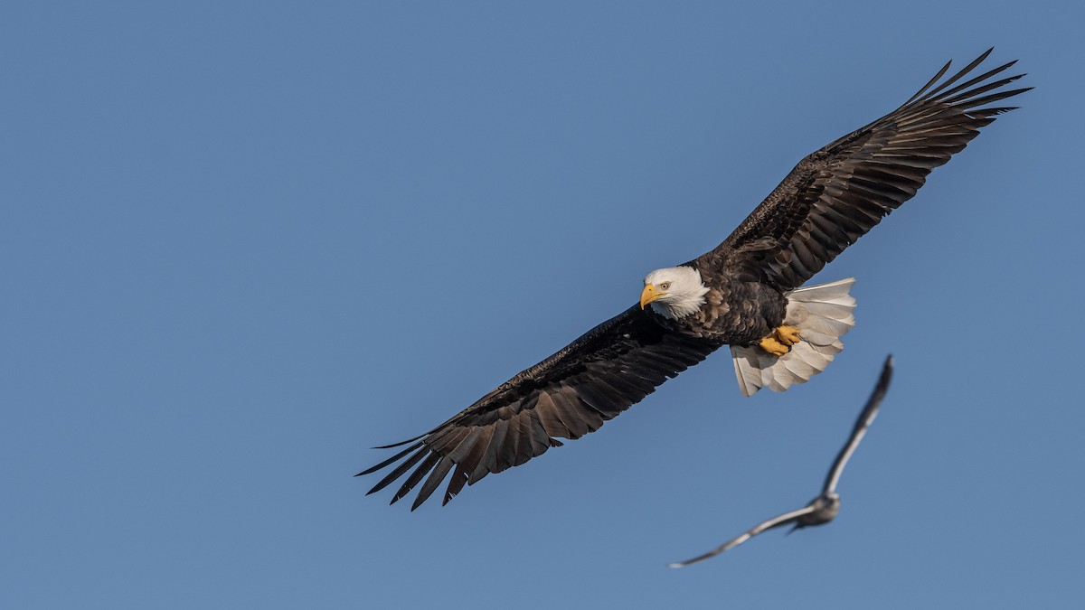 Weißkopf-Seeadler - ML285750531