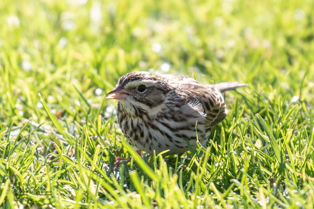 Savannah Sparrow - ML285751291